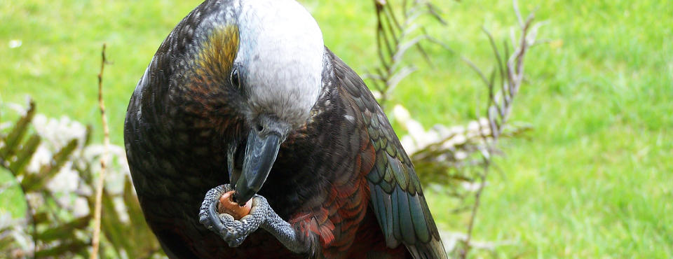 Visitor at your deck