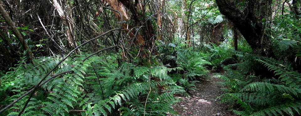 Private path at Observation Rock Lodge