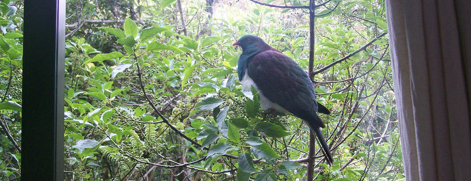 Pigeon at your window