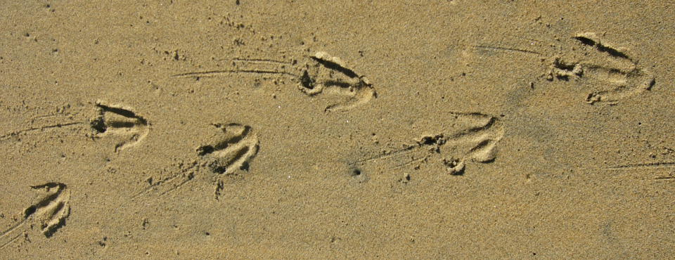 Penguin was here