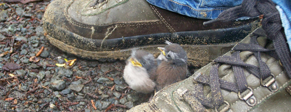 Curious robins at Ulva Island