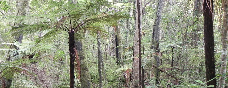 Fern Forest right at Observation Rock Lodge
