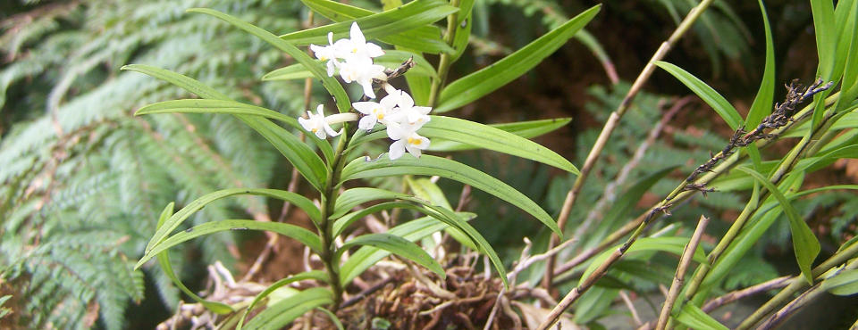 Find native orchids at our place