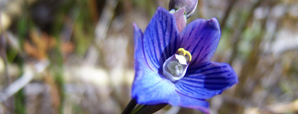 Native orchid at Observation Rock Lodge