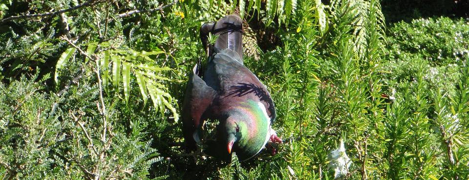 Wood pigeon in her favourite garden spot