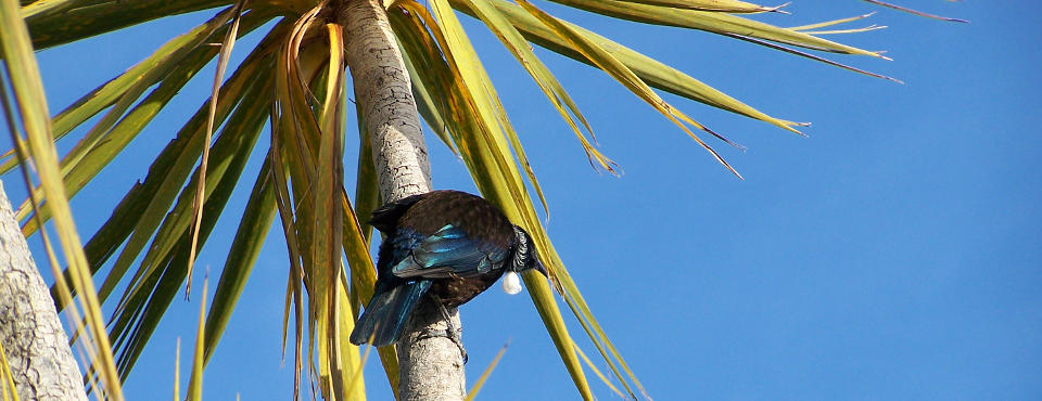 Tui always around