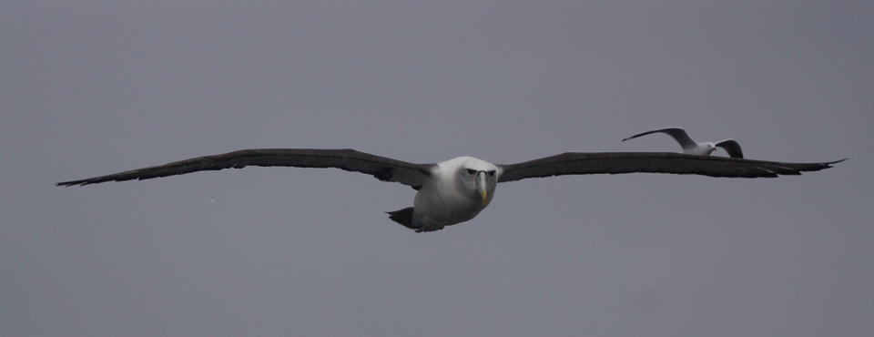 Albatrosses