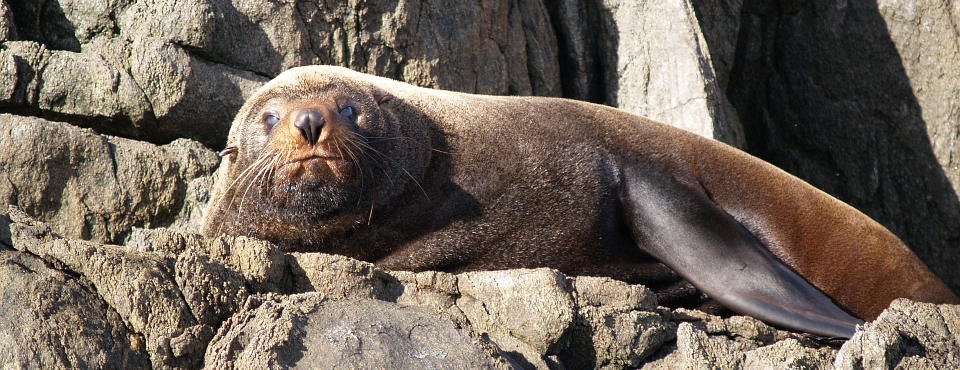 New Zealand Fur Seal