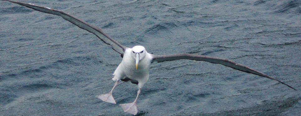 Mollymawk Albatross watching